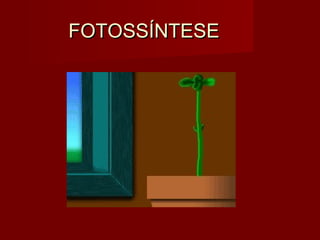 FOTOSSÍNTESEFOTOSSÍNTESE
 