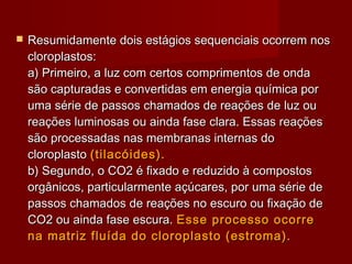  Resumidamente dois estágios sequenciais ocorrem nosResumidamente dois estágios sequenciais ocorrem nos
cloroplastos:cloroplastos:
a) Primeiro, a luz com certos comprimentos de ondaa) Primeiro, a luz com certos comprimentos de onda
são capturadas e convertidas em energia química porsão capturadas e convertidas em energia química por
uma série de passos chamados de reações de luz ouuma série de passos chamados de reações de luz ou
reações luminosas ou ainda fase clara. Essas reaçõesreações luminosas ou ainda fase clara. Essas reações
são processadas nas membranas internas dosão processadas nas membranas internas do
cloroplastocloroplasto (tilacóides).(tilacóides).
b) Segundo, o CO2 é fixado e reduzido à compostosb) Segundo, o CO2 é fixado e reduzido à compostos
orgânicos, particularmente açúcares, por uma série deorgânicos, particularmente açúcares, por uma série de
passos chamados de reações no escuro ou fixação depassos chamados de reações no escuro ou fixação de
CO2 ou ainda fase escura.CO2 ou ainda fase escura. Esse processo ocorreEsse processo ocorre
na matriz fluída do cloroplasto (estroma).na matriz fluída do cloroplasto (estroma).
 