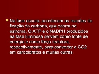  Na fase escura, acontecem as reações deNa fase escura, acontecem as reações de
fixação do carbono, que ocorre nofixação do carbono, que ocorre no
estroma. O ATP e o NADPH produzidosestroma. O ATP e o NADPH produzidos
na fase luminosa servem como fonte dena fase luminosa servem como fonte de
energia e como força redutora,energia e como força redutora,
respectivamente, para converter o CO2respectivamente, para converter o CO2
em carboidratos e muitas outrasem carboidratos e muitas outras
 