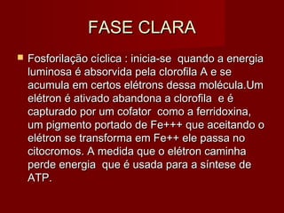 FASE CLARAFASE CLARA
 Fosforilação cíclica : inicia-se quando a energiaFosforilação cíclica : inicia-se quando a energia
luminosa é absorvida pela clorofila A e seluminosa é absorvida pela clorofila A e se
acumula em certos elétrons dessa molécula.Umacumula em certos elétrons dessa molécula.Um
elétron é ativado abandona a clorofila e éelétron é ativado abandona a clorofila e é
capturado por um cofator como a ferridoxina,capturado por um cofator como a ferridoxina,
um pigmento portado de Fe+++ que aceitando oum pigmento portado de Fe+++ que aceitando o
elétron se transforma em Fe++ ele passa noelétron se transforma em Fe++ ele passa no
citocromos. A medida que o elétron caminhacitocromos. A medida que o elétron caminha
perde energia que é usada para a síntese deperde energia que é usada para a síntese de
ATP.ATP.
 