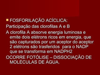  FOSFORILAÇÃO ACÍCLICA:FOSFORILAÇÃO ACÍCLICA:
Participação das clorofilas A e BParticipação das clorofilas A e B
A clorofila A absorve energia luminosa eA clorofila A absorve energia luminosa e
emite dois elétrons ricos em energia, queemite dois elétrons ricos em energia, que
são capturados por um aceptor do aceptorsão capturados por um aceptor do aceptor
2 elétrons são trasferidos para o NADP2 elétrons são trasferidos para o NADP
que se transforma em NADPH2que se transforma em NADPH2
OCORRE FOTÓLISE – DISSOCIAÇÃO DEOCORRE FOTÓLISE – DISSOCIAÇÃO DE
MOLÉCULAS DE ÁGUA.MOLÉCULAS DE ÁGUA.
 