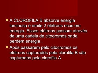  A CLOROFILA B absorve energiaA CLOROFILA B absorve energia
luminosa e emite 2 elétrons ricos emluminosa e emite 2 elétrons ricos em
energia. Esses elétrons passam atravésenergia. Esses elétrons passam através
de uma cadeia de citocromos ondede uma cadeia de citocromos onde
perdem energia .perdem energia .
 Após passarem pelo citocromos osApós passarem pelo citocromos os
elétrons capturados pela clorofila B sãoelétrons capturados pela clorofila B são
capturados pela clorofila Acapturados pela clorofila A
 