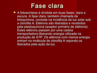 Fase claraFase clara
 A fotossíntese é dividida em duas fases: clara eA fotossíntese é dividida em duas fases: clara e
escura. A fase clara, também chamada deescura. A fase clara, também chamada de
fotoquímica, consiste na incidência da luz solar sobfotoquímica, consiste na incidência da luz solar sob
a clorofila A. Elétrons são liberados e recebidosa clorofila A. Elétrons são liberados e recebidos
pela plastoquinona (aceptor primário de elétrons).pela plastoquinona (aceptor primário de elétrons).
Estes elétrons passam por uma cadeiaEstes elétrons passam por uma cadeia
transportadora liberando energia utilizada natransportadora liberando energia utilizada na
produção de ATP. Os elétrons com menos energiaprodução de ATP. Os elétrons com menos energia
entram na molécula de clorofila A repondo osentram na molécula de clorofila A repondo os
liberados pela ação da luz.liberados pela ação da luz.
 