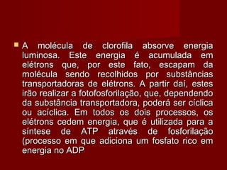  A molécula de clorofila absorve energiaA molécula de clorofila absorve energia
luminosa. Este energia é acumulada emluminosa. Este energia é acumulada em
elétrons que, por este fato, escapam daelétrons que, por este fato, escapam da
molécula sendo recolhidos por substânciasmolécula sendo recolhidos por substâncias
transportadoras de elétrons. A partir daí, estestransportadoras de elétrons. A partir daí, estes
irão realizar a fotofosforilação, que, dependendoirão realizar a fotofosforilação, que, dependendo
da substância transportadora, poderá ser cíclicada substância transportadora, poderá ser cíclica
ou acíclica. Em todos os dois processos, osou acíclica. Em todos os dois processos, os
elétrons cedem energia, que é utilizada para aelétrons cedem energia, que é utilizada para a
síntese de ATP através de fosforilaçãosíntese de ATP através de fosforilação
(processo em que adiciona um fosfato rico em(processo em que adiciona um fosfato rico em
energia no ADPenergia no ADP
 