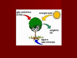 Metabolismoenergtico 100509214926-phpapp02