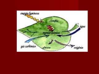 Metabolismoenergtico 100509214926-phpapp02