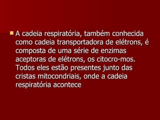 A cadeia respiratória, também conhecida como cadeia transportadora de elétrons, é composta de uma série de enzimas aceptoras de elétrons, os citocro-mos. Todos eles estão presentes junto das cristas mitocondriais, onde a cadeia respiratória acontece 