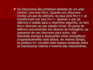 Os citocromos são proteínas dotadas de um anel central, com íons ferro. Quando um citocromo recebe um par de elétrons, os seus íons Fe+++ se transformam em íons Fe++. Quando o par de elétrons é cedido para o citocromo seguinte, os íons ferro retornam ao seu estado inicial. Os pares de elétrons provenientes dos átomos de hidrogênio, ao passarem de um citocromo para outro, vão liberando energia e alcançando níveis energéticos progressivamente mais baixos. Ao mesmo tempo, os prótons H+ circulam pelo espaço existente entre as membranas interna e externa das mitocôndrias. 