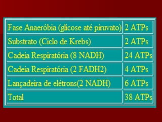 Rendimento Energético da Glicólise Anaeróbia                                                                                                                                                                        