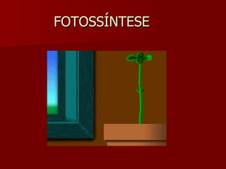 FOTOSSÍNTESE 