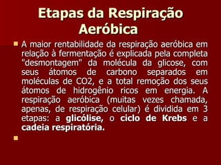 Etapas da Respiração Aeróbica   A maior rentabilidade da respiração aeróbica em relação à fermentação é explicada pela completa "desmontagem" da molécula da glicose, com seus átomos de carbono separados em moléculas de CO2, e a total remoção dos seus átomos de hidrogênio ricos em energia. A respiração aeróbica (muitas vezes chamada, apenas, de respiração celular) é dividida em 3 etapas: a  glicólise,  o  ciclo de Krebs  e a  cadeia respiratória.   