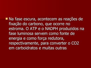 Na fase escura, acontecem as reações de fixação do carbono, que ocorre no estroma. O ATP e o NADPH produzidos na fase luminosa servem como fonte de energia e como força redutora, respectivamente, para converter o CO2 em carboidratos e muitas outras 
