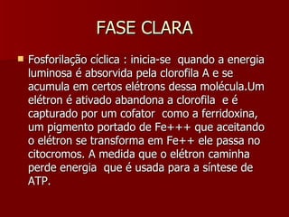 FASE CLARA Fosforilação cíclica : inicia-se  quando a energia luminosa é absorvida pela clorofila A e se acumula em certos elétrons dessa molécula.Um elétron é ativado abandona a clorofila  e é capturado por um cofator  como a ferridoxina, um pigmento portado de Fe+++ que aceitando o elétron se transforma em Fe++ ele passa no citocromos. A medida que o elétron caminha perde energia  que é usada para a síntese de ATP. 