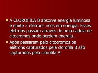 A CLOROFILA B absorve energia luminosa e emite 2 elétrons ricos em energia. Esses elétrons passam através de uma cadeia de citocromos onde perdem energia . Após passarem pelo citocromos os elétrons capturados pela clorofila B são capturados pela clorofila A  