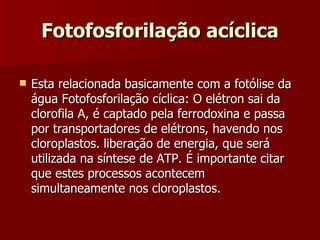 Fotofosforilação acíclica Esta relacionada basicamente com a fotólise da água Fotofosforilação cíclica: O elétron sai da clorofila A, é captado pela ferrodoxina e passa por transportadores de elétrons, havendo nos cloroplastos. liberação de energia, que será utilizada na síntese de ATP. É importante citar que estes processos acontecem simultaneamente nos cloroplastos. 