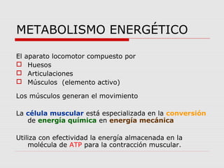 METABOLISMO ENERGÉTICO
El aparato locomotor compuesto por
 Huesos
 Articulaciones
 Músculos (elemento activo)
Los músculos generan el movimiento
La célula muscular está especializada en la conversión
de energía química en energía mecánica
Utiliza con efectividad la energía almacenada en la
molécula de ATP para la contracción muscular.
 