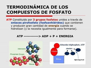 TERMODINÁMICA DE LOS
COMPUESTOS DE FOSFATO
ATP Constituido por 3 grupos fosfatos unidos a través de
enlaces pirofosfato (fosfoanhídridos) que contienen
y producen gran cantidad de energía cuando se
hidrolizan (y la necesita igualmente para formarse).
ATP -----------> ADP + P + ENERGIA
 