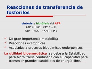 Reacciones de transferencia de
fosforilos
síntesis e hidrólisis del ATP
ATP + H2O ADP + Pi
ATP + H2O AMP + PPi
 De gran importancia metabólica
 Reacciones exergónicas
 Acopladas a procesos bioquímicos endergónicos
La utilidad bioenergética se debe a la Estabilidad
para hidrolizarse combinada con su capacidad para
transmitir grandes cantidades de energía libre.
 