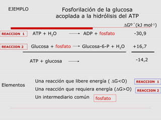 EJEMPLO Fosforilación de la glucosa
acoplada a la hidrólisis del ATP
ATP + H2O ADP + fosfato
Glucosa + fosfato Glucosa-6-P + H2O
Elementos
Una reacción que libere energía ( ∆G<O)
Una reacción que requiera energía (∆G>O)
Un intermediario común
REACCION 1
REACCION 1
REACCION 2
∆Gº´(kJ mol-1
)
-30,9
+16,7
ATP + glucosa -14,2
REACCION 2
fosfato
 