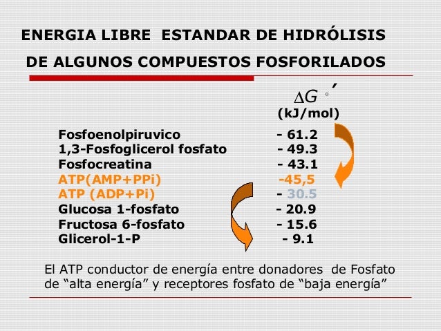 Gel para el calcular metabolismo basal harris benedict