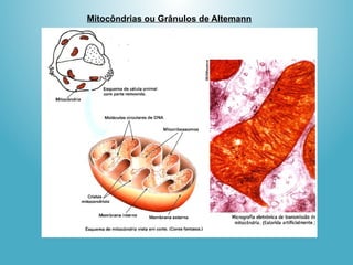 Mitocôndrias ou Grânulos de Altemann
 