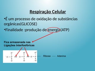 Respiração Celular
•É um processo de oxidação de substâncias
orgânicas(GLICOSE)
•Finalidade :produção de energia(ATP)
Fica armazenada nas
Ligações Interfosfóricas
Ribose Adenina
 