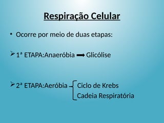 Respiração Celular
• Ocorre por meio de duas etapas:
1ª ETAPA:Anaeróbia Glicólise
2ª ETAPA:Aeróbia Ciclo de Krebs
Cadeia Respiratória
 