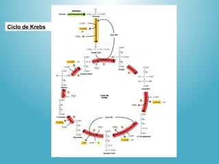 Ciclo de Krebs
 