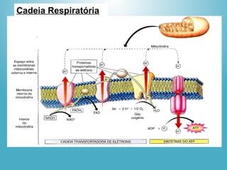 Cadeia Respiratória
 