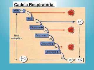 Cadeia Respiratória
 