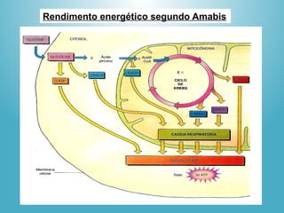Rendimento energético segundo Amabis
 