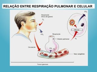 RELAÇÃO ENTRE RESPIRAÇÃO PULMONAR E CELULAR
 