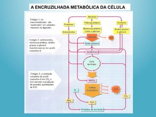 A ENCRUZILHADA METABÓLICA DA CÉLULA
 