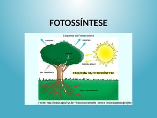 FOTOSSÍNTESE
 