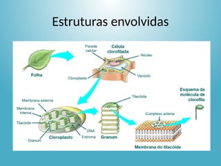Estruturas envolvidas
 