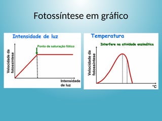 Fotossíntese em gráfico
 