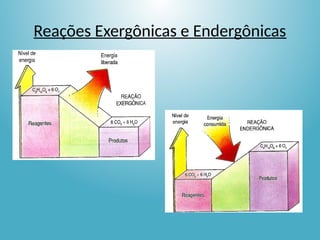 Reações Exergônicas e Endergônicas
 