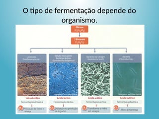 O tipo de fermentação depende do
organismo.
 