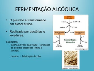 FERMENTAÇÃO ALCÓOLICA
• O piruvato é transformado
em álcool etílico.
• Realizada por bactérias e
leveduras.
Exemplos:
Sacharomyces cerevisiae produção
de bebidas alcoólicas (vinho e
cerveja)
Levedo  fabricação de pão.
 
