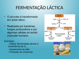 FERMENTAÇÃO LÁCTICA
• O piruvato é transformado
em ácido lático.
• Realizada por bactérias,
fungos protozoários e por
algumas células do tecido
muscular humano.
Exemplos:
- Cãibra: fermentação devido à
insuficiência de O2
- Azedamento do leite.
- Produção de conservas.
 
