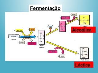 Fermentação
Alcoólica
Láctica
 