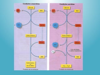Metabolismo energético - COMPLETO .ppt.pptx