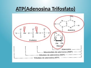 ATP(Adenosina Trifosfato)
 