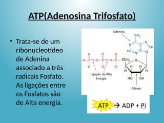 ATP(Adenosina Trifosfato)
• Trata-se de um
ribonucleotídeo
de Adenina
associado a três
radicais Fosfato.
As ligações entre
os Fosfatos são
de Alta energia.
 