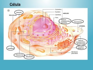 Célula
 
