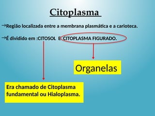 Citoplasma
→Região localizada entre a membrana plasmática e a carioteca.
→É dividido em :CITOSOL E CITOPLASMA FIGURADO.
Era chamado de Citoplasma
fundamental ou Hialoplasma.
Organelas
 
