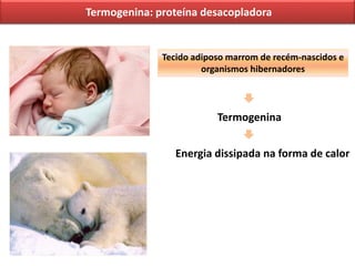 Metabolismo energético cte e fosforilação oxidativa final | PPTX