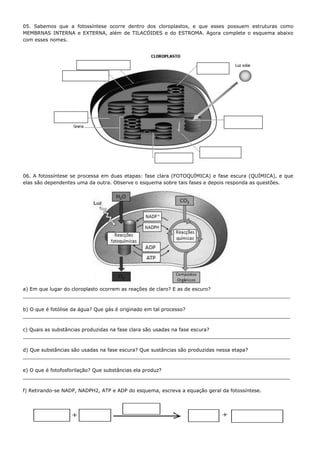 05. Sabemos que a fotossíntese ocorre dentro dos cloroplastos, e que esses possuem estruturas como
MEMBRNAS INTERNA e EXTERNA, além de TILACÓIDES e do ESTROMA. Agora complete o esquema abaixo
com esses nomes.




06. A fotossíntese se processa em duas etapas: fase clara (FOTOQUÍMICA) e fase escura (QUÍMICA), e que
elas são dependentes uma da outra. Observe o esquema sobre tais fases e depois responda as questões.




a) Em que lugar do cloroplasto ocorrem as reações de claro? E as de escuro?
_______________________________________________________________________________________

b) O que é fotólise da água? Que gás é originado em tal processo?
_______________________________________________________________________________________

c) Quais as substâncias produzidas na fase clara são usadas na fase escura?
_______________________________________________________________________________________

d) Que substâncias são usadas na fase escura? Que sustâncias são produzidas nessa etapa?
_______________________________________________________________________________________

e) O que é fotofosforilação? Que substâncias ela produz?
_______________________________________________________________________________________

f) Retirando-se NADP, NADPH2, ATP e ADP do esquema, escreva a equação geral da fotossíntese.
 