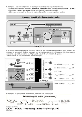 01. Complete o esquema simplificado da respiração de acordo com os seguintes comandos:
    a) Dentro dos quadrinhos, coloque o número de carbonos (C) das substâncias envolvidas (2C, 3C, etc)
    b) Complete o local e a organela onde se processam as etapas da respiração.
    c) Escreva o nome das três etapas da respiração celular em seus respectivos quadros.




02. O objetivo da respiração celular é produzir energia. A principal moeda energética dos seres vivos é o ATP
(trifosfato de adenosina). Então a respiração tem a finalidade de gerar moléculas de ATP. Pelo esquema
observamos a quantidade clássica de ATP produzida a partir de uma molécula de glicose.
Confirme o saldo de ATP produzido nas diferentes etapas:




                                                                            I – Glicólise ............= ___ ATP

                                                                            II – Ciclo de Krebs ..= ___ ATP

                                                                            III – C.T.E.:

                                                                            ___ NADPH x 3 ....= ___ ATP

                                                                             ___ FADH2 x 2 ....= ___ ATP
                                                                            __________________________

                                                                            TOTAL DE ATP’s ......= ___ ATP




03. Complete as aplicações das fermentações, de acordo com suas reações.




Equação resumida:
C6H12O6 → 2 C3H6O3 (ácido láctico) + Saldo energético (2 ATP)
Aplicações:
_________________________________________________________________________________
 
