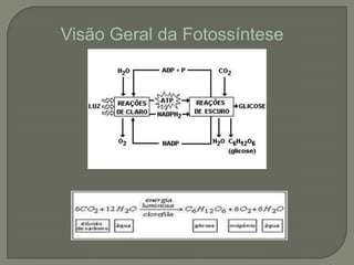 Visão Geral da Fotossíntese
 